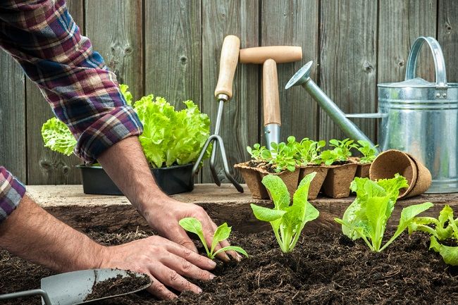 Ako vplýva práca v záhrade a špina na váš imunitný systém