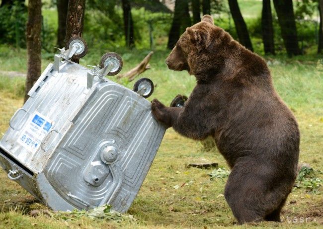 VYSOKÉ TATRY: Pre množstvo medveďov vyhlásili mimoriadnu situáciu