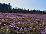 Pod Tatrami sa objavili fialové koberce, začína rásť šafran spišský
