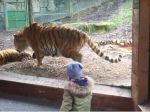 Video: Ako to vyzerá, keď prebudíte tigra z driemot?