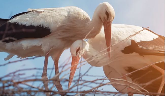 Video: Krásny príbeh lásky z ríše zvierat