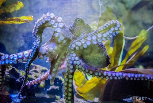 Chobotnici sa podaril útek z akvária do oceánu