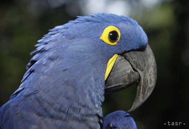 Papagája-herca zachráni pred utratením presídlenie do Nemecka