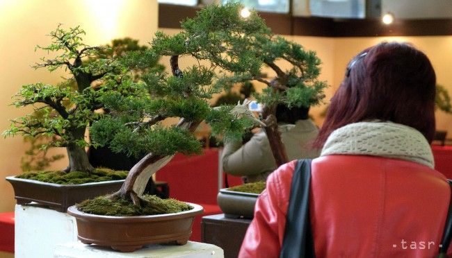 Čínski majstri ponúkajú na Bonsai Slovakia ukážky tai-chi a čaju