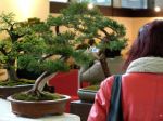 Čínski majstri ponúkajú na Bonsai Slovakia ukážky tai-chi a čaju