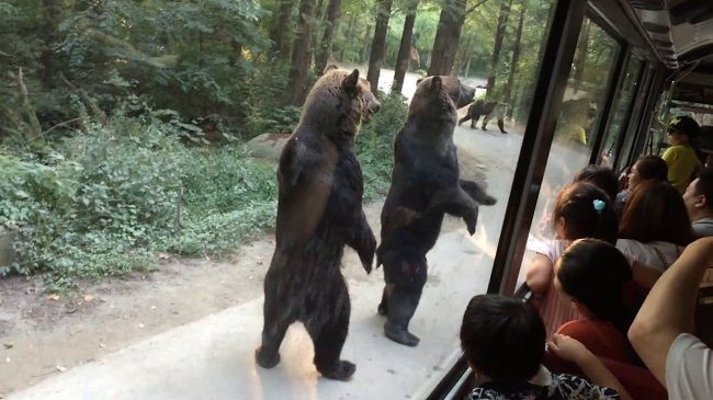 Video: Partička medveďov zabáva turistov