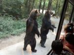 Video: Partička medveďov zabáva turistov