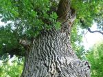 V Bratislave namerali vysoké koncentrácie peľu brezy, duba či platana