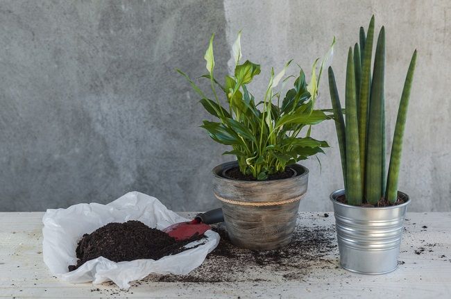 6 izbových rastlín, ktoré podporujú dobrý spánok a čistia vzduch