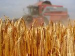 Slovenskí poľnohospodári vykazujú stratu, okolité krajiny sú v zisku