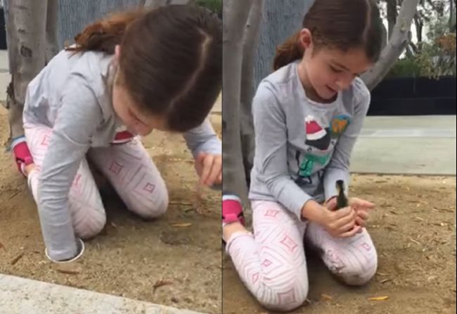 Video: Malé dievčatko zachránilo ešte menšie káčatká