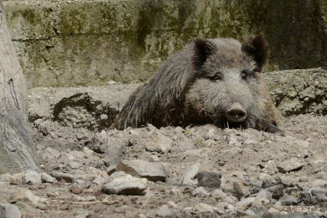 Traja muži v osade Prieloh nelegálne ulovili diviaka, vážil 100 kíl