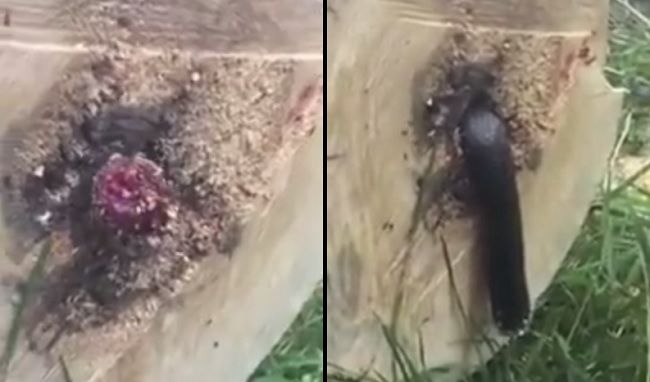 Video: Muž rozrezal strom a našiel tam niečo hrôzostrašné!
