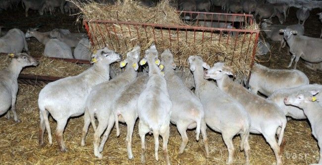 Tradičná chuť jari priniesla prvý ovčí syr i zabudnutú jahňacinu