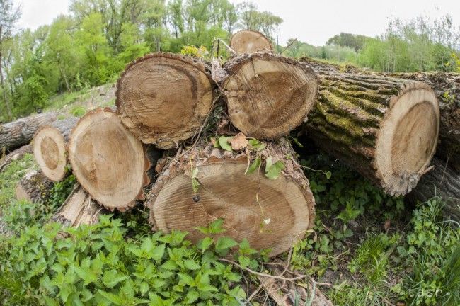 Devín žiada, aby výrub stromov na Kráľovej hore prešetrili