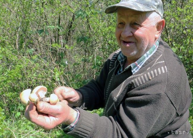 VIDEO: Hubárska sezóna na hornej Nitre sa rozbieha, rastú májovky