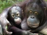 Adoptívnych rodičov vlani získalo 18 zvierat zo Zoo Bojnice
