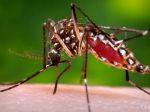 Európa by sa mala pripraviť na príchod vírusu zika, varuje WHO