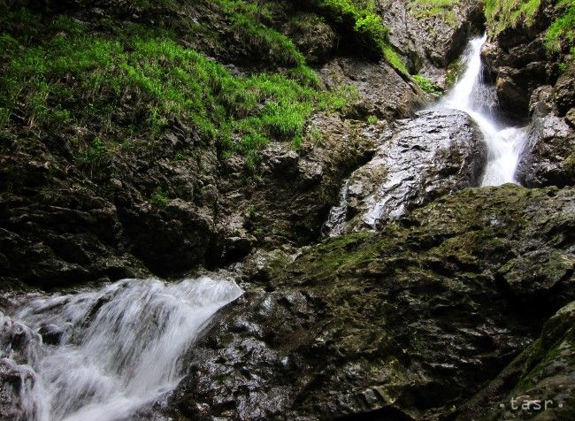 V tatranských potokoch a v rieke Poprad sa začínajú objavovať mihule