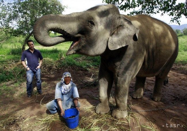 Slony v Kambodži budú pracovať kratšie