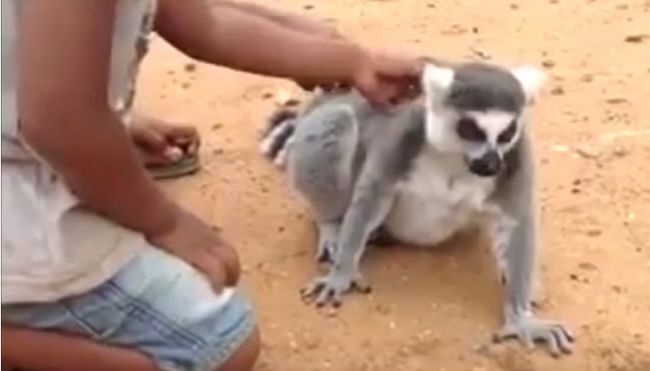 Video: Lemurovi sa zapáčilo škrabkanie