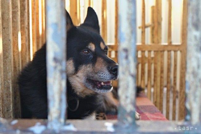 Karanténna stanica sa výstavbou novej budovy rozšíri o útulok pre psov