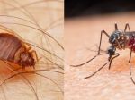 Vedci zistili, aké farby odpudzujú ploštice a komáre