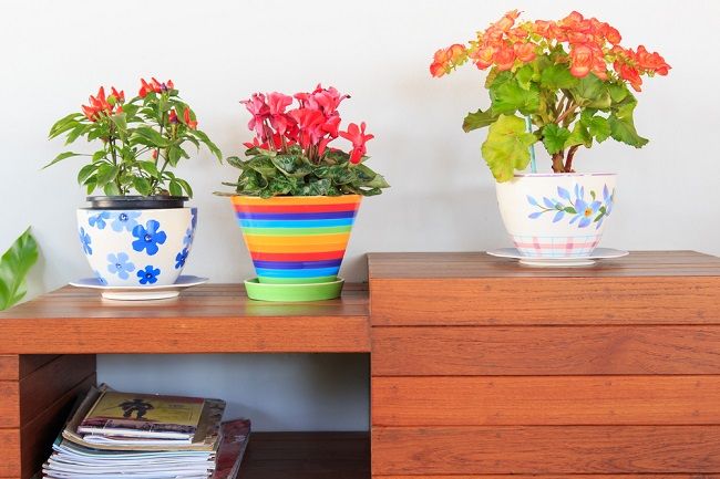 5 zdravotných prínosov kvetov v domácnosti