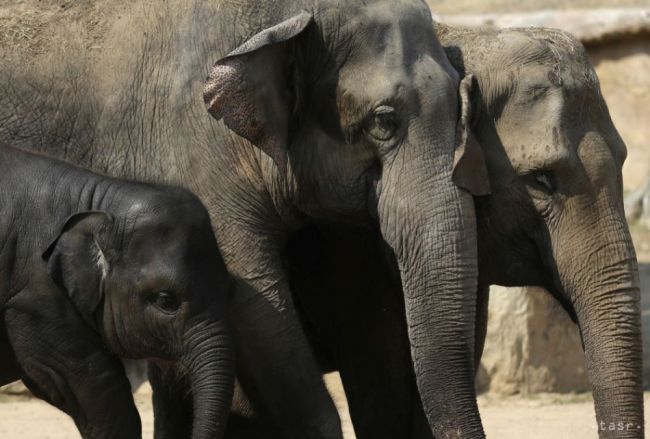 Páchatelia použili kyanid na usmrtenie slonov v Zimbabwe
