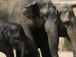 Páchatelia použili kyanid na usmrtenie slonov v Zimbabwe