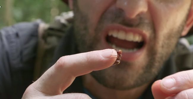 Video: Ako vyzerá uhryznutie od tropického mravca?