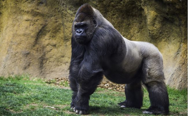 Polemika okolo zastrelenia gorilieho samca pokračuje: Harambe chlapca chránil