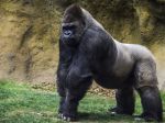 Polemika okolo zastrelenia gorilieho samca pokračuje: Harambe chlapca chránil