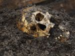 Hubári našli ľudské kosti