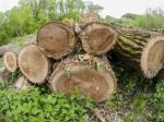 Polícia obvinila muža, ktorý bez povolenia nechal zrezať 15 stromov