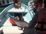 Video: Nervy drásajúca záchrana delfína