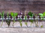 12 najužitočnejších byliniek, ktoré by ste mali začať pestovať už dnes