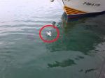 Video: Tuniak vypľul čajku