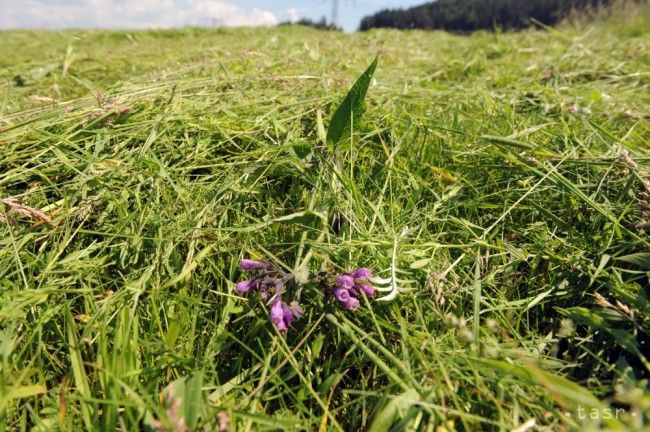 V Poprade sa začalo s kosením verejnej zelene