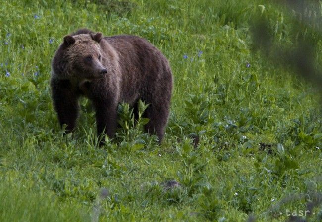 Pri obci Brestov zaregistrovali stopy mladého medveďa