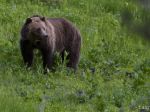 Pri obci Brestov zaregistrovali stopy mladého medveďa