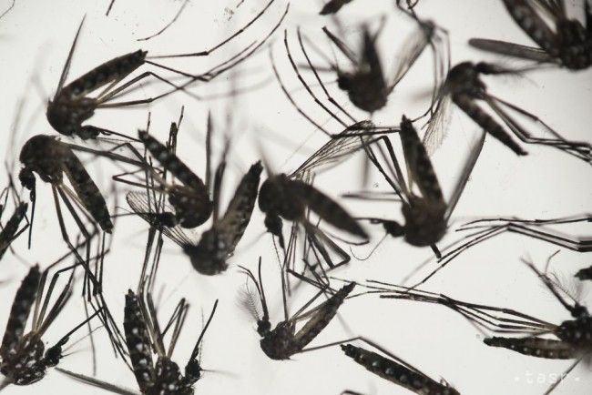Na Kajmaních ostrovoch nasadia proti vírusu zika modifikované komáre