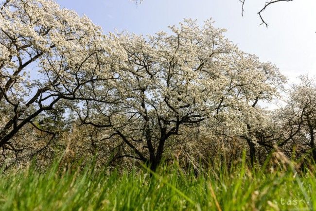 Ku koncu pracovného týždňa sa vyčasí aj oteplí