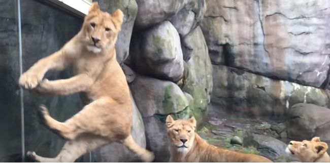 Video: Keď sa z levov stanú veľké mačky