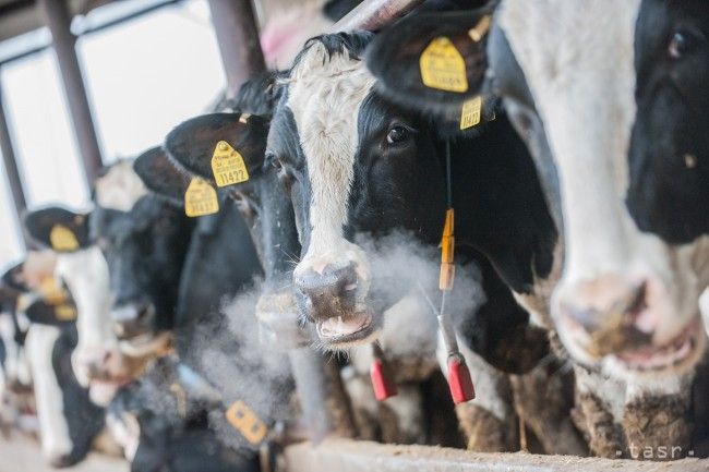 Stavy hovädzieho dobytka v SR sa vlani medziročne znížili