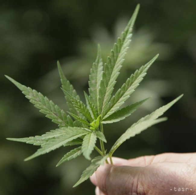 V Prahe a v Ostrave sa demonštrovalo za legalizáciu konope