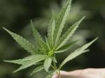 V Prahe a v Ostrave sa demonštrovalo za legalizáciu konope