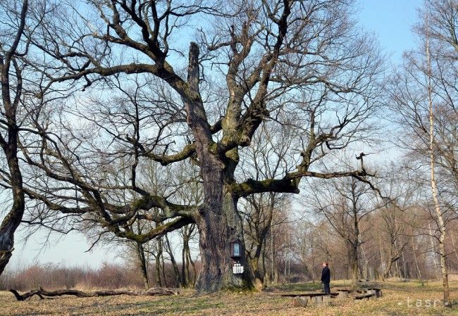 Naplno sa rozbieha peľová sezóna buka a duba