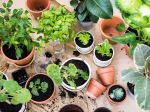 FOTO: 10 izbových rastlín, ktoré znižujú stres a znečistenie ovzdušia