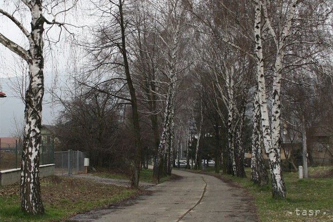 V ovzduší Bratislavy zaznamenali najmä častice brezy a duba